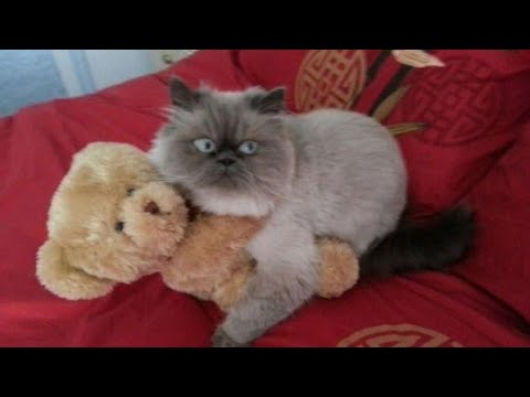 YOU will shake YOUR HEAD like a TORNADO because of laughing - FUNNIEST CAT&PUG COMPILATION