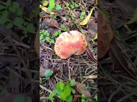 【誰か教えて】庭に謎キノコ🍄生えてた！貧乏やから食べれるなら食べたい #shorts