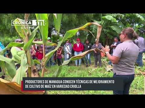 Productores de Managua conocen técnicas para mejorar el cultivo de maíz - Nicaragua