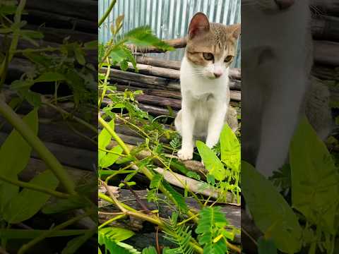 #cat #cats #cute #catvideos #catshorts #catai #ai #funny #love #pets #lovely #shorts #shortvideos