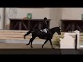 Show jumping horse Top springpaard Zandokan Z (Zandor Z x Jus de Fontaines)