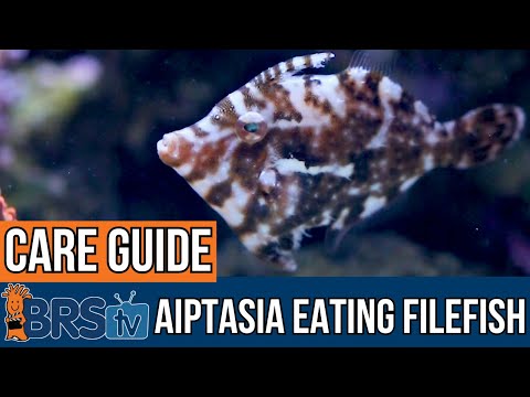 Aiptasia-Eating Filefish Care Guide – What You N Learn all about the Aiptasia-Eating Filefish (Acreichthys tomentosus), a unique and peaceful additio
