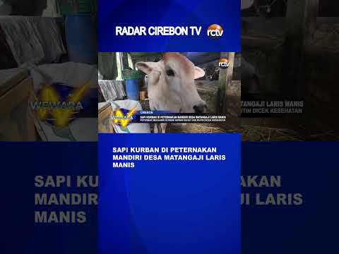 Sapi Kurban di Peternakan Mandiri Desa Matangaji Laris Manis