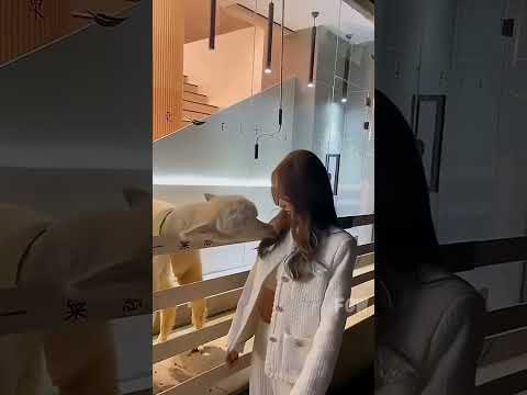 Guess the Animal's Mood Pure Hilarity! #funny #animals #shorts