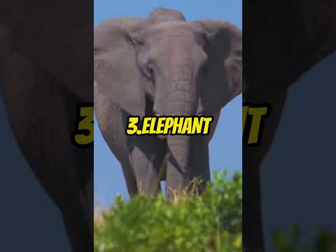 TOP 4 STRONGEST ANIMALS || SLAY || #shorts #lion