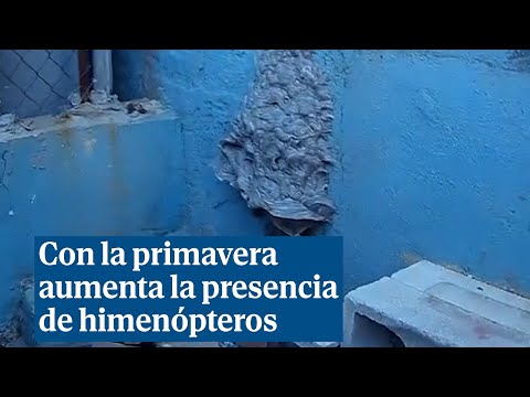 Los Bomberos de Valencia alertan de la presencia de himenópteros en las viviendas
