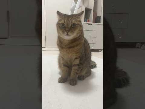 ご飯の時間になるとイカ耳交渉しに来る猫　#shorts