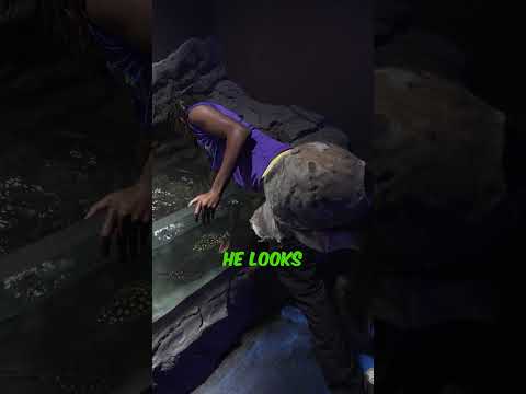 What Happens When You Ask The Reptile Crew To Feed Have you subscribed? Linktree_ https_//linktr.ee/brianbarczyk

Become A YouTube Member & Get Your Cu