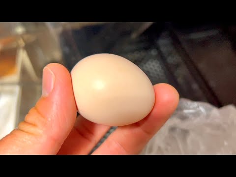 謎の極小卵を育ててみた結果。。