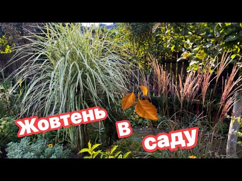 Прогулянка жовтневим садом. Рослини які варті уваги •0950506727•