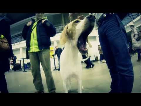Video: Šunų paroda tai vieta - kur šunys laksto lėčiau už jų šeiniminkus