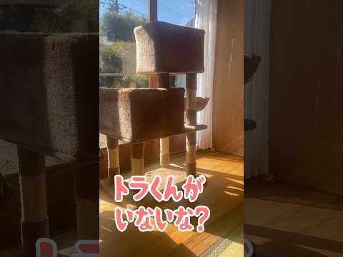 お母さんが探してると「ここにいるよ」ってお返事する元野良猫 #元野良猫 #鳴き声 #猫のいる暮らし