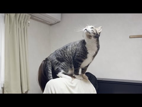 猫の動画サムネイル - お母さんに天罰を与える猫