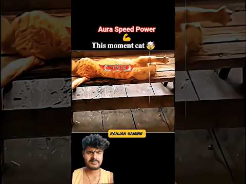 Cat😺 Lover♥️ #cat #pets #lover #animals #love #short #viral #aura #trending #shorts #respect #speed