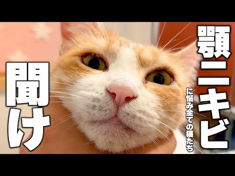 猫の動画サムネイル - 【美容】ロビンから顎ニキビで悩むすべての猫たちへメッセージがあります。