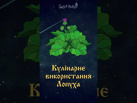 Кулінарне використання Лопуха