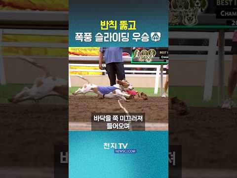 “인간 경기보다 더 치열”…반칙 뚫고 <strong>폭풍</strong> 슬라이딩 우승한 불도그 #캔터베리파크 #동물농장 #해외뉴스