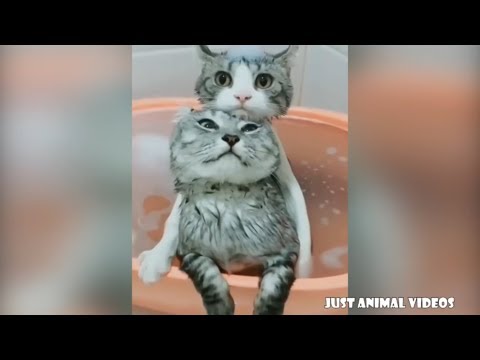 FUNNY CATS | Super HARD TRY NOT TO LAUGH