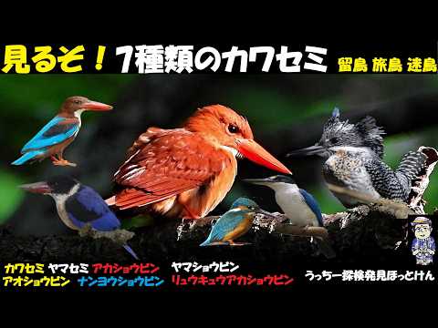 感動！衝撃の出会い！アカショウビン、ヤマセミ、カワセミ、いよいよ外国に行くか！？アオショウビン、ナンヨウショウビン、ヤマショウビンを求めて、野鳥観察、うっちー探検発見ほっとけん