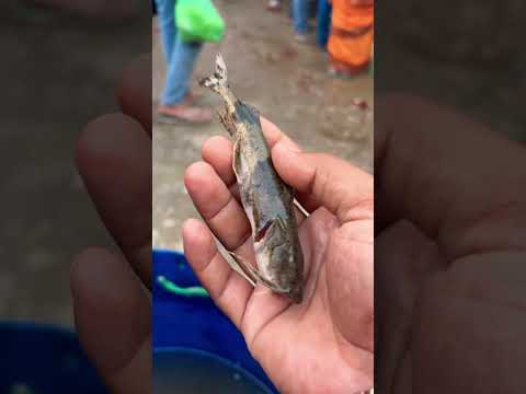 🐟Aaj Mili Sabse Rare Fish 😱 | You Won’t Believe This🐬 !! #facts #trendingshorts #viralfishing