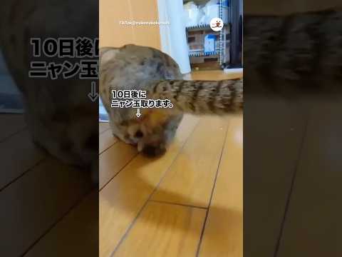 猫の動画サムネイル - ニャン玉さよならまであと10日｜PECO @6ニャンとあーさん