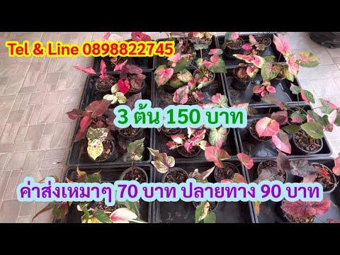 พรรณภา ขาเลาะ 📣มีไม้มาแบ่งปันชุด3ต้น150บาทรอบสุดท้ายของปี67