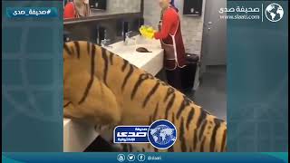 جايبه النمر يساعدها