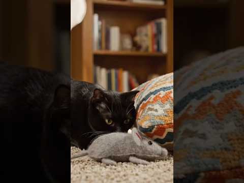 cat pounced on a toy mouse. ____ #trendingshorts #ai #cat #animals #funny #viralvideo