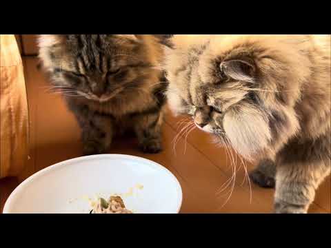 猫用モンブランを爆食い中のニャンズ🖤🖤🖤 #猫ケーキ #猫誕生日 #猫バースデーケーキ