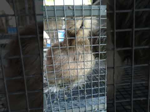 Silkie | Silkie chicken | Silk chicken #birds #animals #chicken #silkiechicken