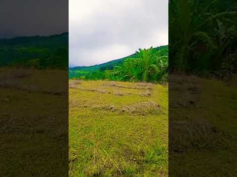 sâu khi trời mưa lại tạnh #studio