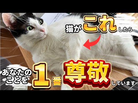 猫が尊敬している人にだけ見せる行動とは？知って得する5つのサイン サムネイル