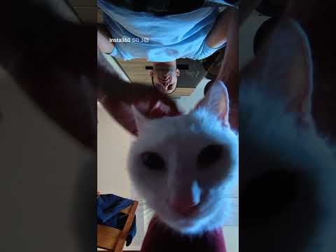 #song #music ##shorts #shortsvideo #cats #cats #catlovers #kitten #bella24 #киса #кошка #топ #кошки