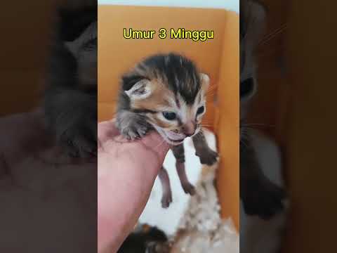 bayi kucing lucu #cat #kucing #kitten