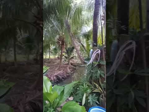 bến tre #mientay #cảnh