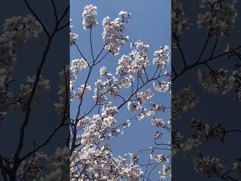ดอกซากุระต้นฤดูกาล시즌초의벚꽃Che