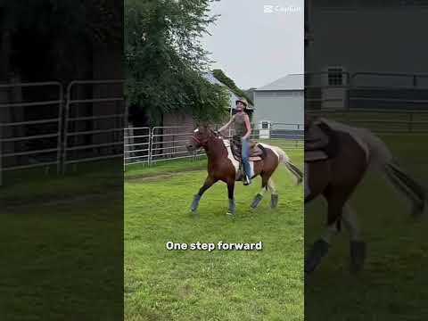 Yeah… #horse #equestrianjourney #horseenthusiast #stopanimalabuse #horsefan #pony #horsegirl