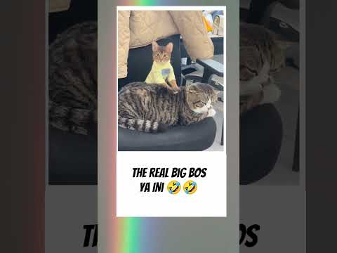 Si kecil cuma bisa nurut aja 😂 #kucing #videolucu #fyp