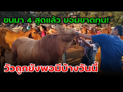 วัวถูกยังพอมีให้เห็นในตลาดราค