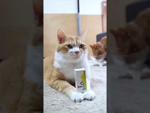 猫の動画サムネイル - 岩谷堂羊羹　くるみ　250623　#のせ猫　#ねこ #cat #cute #猫のいる暮らし #ネコ #ネコ #cutecat
