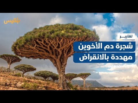 دم الأخوين... شجرة نادرة في سقطرى مهددة بالانقراض بسبب التغير المناخي وضعف التوعية بحمايتها