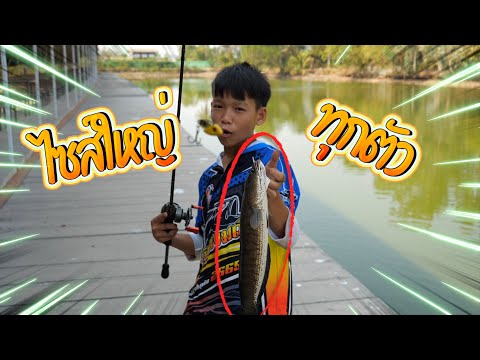 ปลาช่อนค้างบ่อบึงบางเลน|เด็