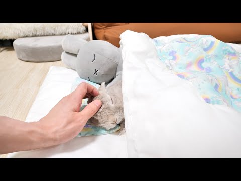 注意されてもはしゃぎまくってたのに布団で気持ちよさそうにしてるぬいぐるみを見たら眠くなっちゃったウサギさん
