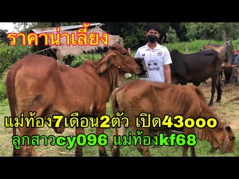 ราคาน่าฟัง-แม่ท้อง7เดือน2ตัวเป ราคาน่าฟัง-แม่ท้อง7เดือน2ตัวเป