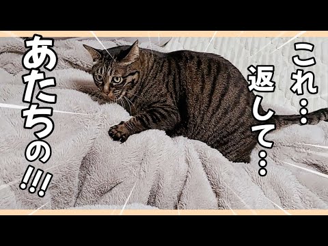お気に入りを取られて応戦する猫