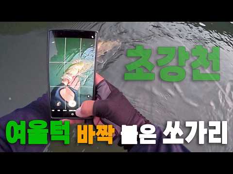 구독자님 동출" 여울턱에 스쿨링 되어 있는 마릿수 쏘가리를 만나다