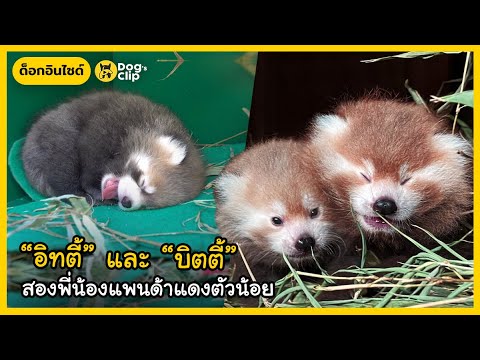 สองแพนด้าแดงตัวน้อย-สมาชิกใหม่ สองแพนด้าแดงตัวน้อย-สมาชิกใหม่
