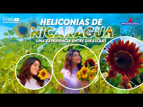 Heliconias de Nicaragua, una experiencia entre girasoles