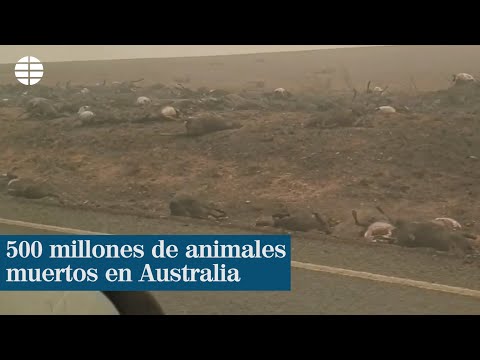 Ya van 500 millones de animales muertos en Australia debido a los incendios| EL MUNDO