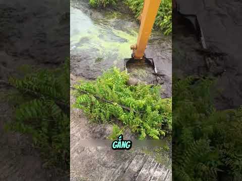 Truy bắt cá sấu giữa đồng hoang